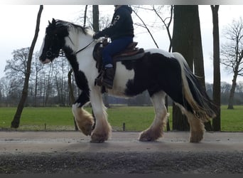 Gypsy Horse, Gelding, 8 years, 14.3 hh, Pinto