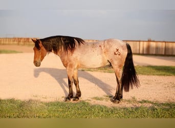 Gypsy Horse, Gelding, 8 years, 14,3 hh, Roan-Bay