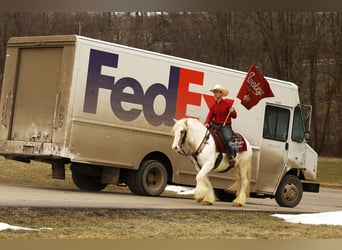 Gypsy Horse, Gelding, 8 years, 14.3 hh, Tobiano-all-colors