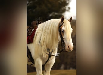 Gypsy Horse, Gelding, 8 years, 14.3 hh, Tobiano-all-colors