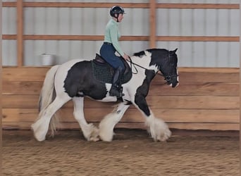 Gypsy Horse, Gelding, 8 years, 14.3 hh