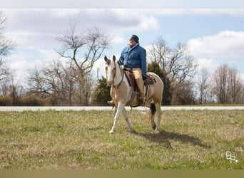 Gypsy Horse, Gelding, 8 years, 14 hh, Buckskin