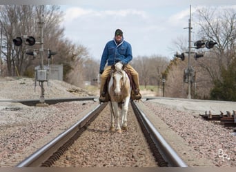 Gypsy Horse, Gelding, 8 years, 14 hh, Buckskin