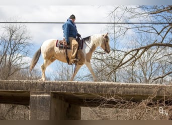 Gypsy Horse, Gelding, 8 years, 14 hh, Buckskin