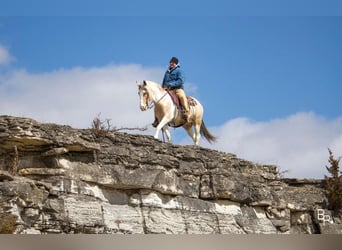 Gypsy Horse, Gelding, 8 years, 14 hh, Buckskin