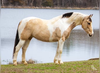 Gypsy Horse, Gelding, 8 years, 14 hh, Buckskin