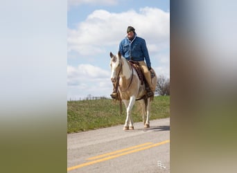 Gypsy Horse, Gelding, 8 years, 14 hh, Buckskin