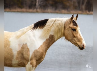 Gypsy Horse, Gelding, 8 years, 14 hh, Buckskin