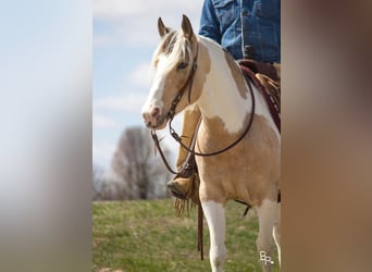 Gypsy Horse, Gelding, 8 years, 14 hh, Buckskin