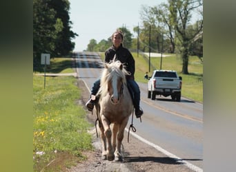 Gypsy Horse, Gelding, 8 years, 14 hh, Palomino