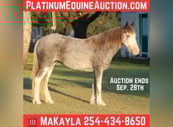 Gypsy Horse, Gelding, 8 years, 14 hh, Roan-Blue