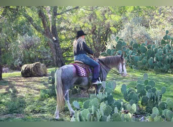 Gypsy Horse, Gelding, 8 years, 14 hh, Roan-Blue