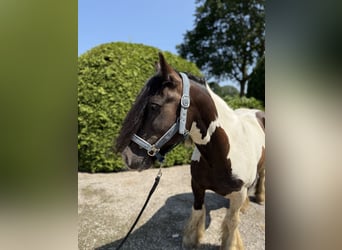 Gypsy Horse, Gelding, 8 years, 14,1 hh, Pinto