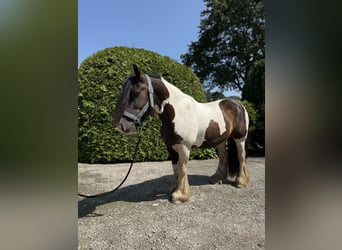 Gypsy Horse, Gelding, 8 years, 14,1 hh, Pinto