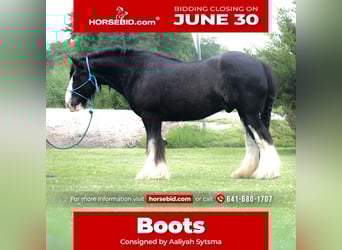 Gypsy Horse, Gelding, 8 years, 14,2 hh, Black
