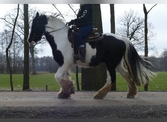 Gypsy Horse, Gelding, 8 years, 14,3 hh, Pinto