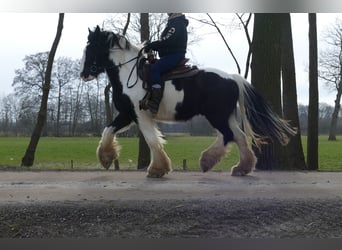 Gypsy Horse, Gelding, 8 years, 14,3 hh, Pinto