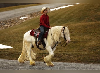 Gypsy Horse, Gelding, 8 years, 14,3 hh, Tobiano-all-colors