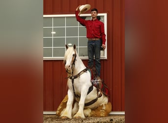 Gypsy Horse, Gelding, 8 years, 14,3 hh, Tobiano-all-colors