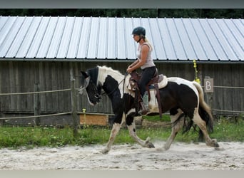 Gypsy Horse Mix, Gelding, 8 years, 15.1 hh, Pinto