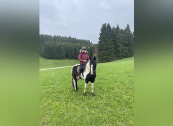 Gypsy Horse Mix, Gelding, 8 years, 15.1 hh, Pinto