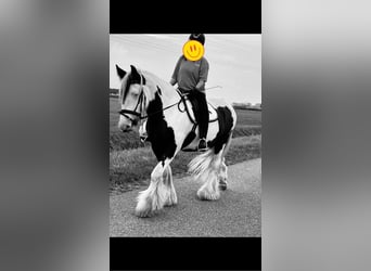 Gypsy Horse, Gelding, 8 years, 15.1 hh, White