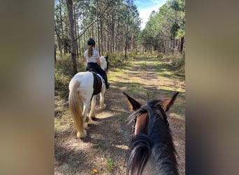 Gypsy Horse, Gelding, 8 years, 15,2 hh, Tobiano-all-colors