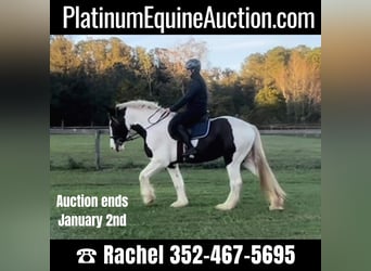 Gypsy Horse, Gelding, 8 years, 15,2 hh, Tobiano-all-colors