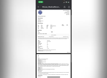 Gypsy Horse, Gelding, 8 years, 15.2 hh, Tobiano-all-colors