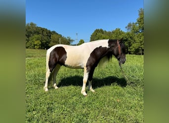 Gypsy Horse, Gelding, 8 years, 15.2 hh, Tobiano-all-colors