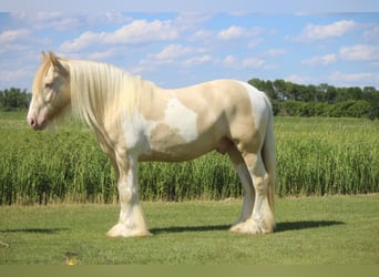 Gypsy Horse, Gelding, 8 years, 15 hh, Champagne