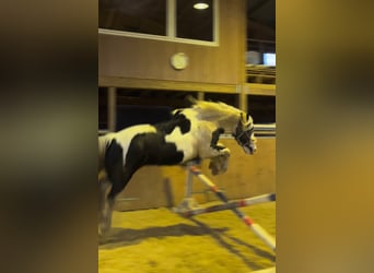 Gypsy Horse, Gelding, 8 years, 15 hh, Pinto
