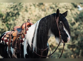 Gypsy Horse, Gelding, 8 years, 15 hh
