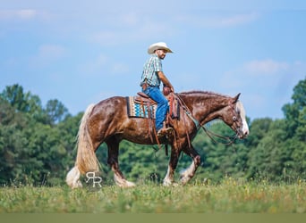 Gypsy Horse Mix, Gelding, 8 years, 15,3 hh