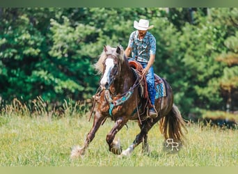 Gypsy Horse Mix, Gelding, 8 years, 15,3 hh