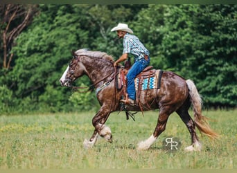 Gypsy Horse Mix, Gelding, 8 years, 15,3 hh