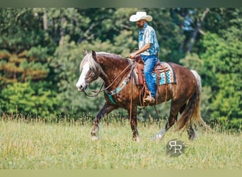 Gypsy Horse Mix, Gelding, 8 years, 15,3 hh