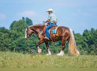 Gypsy Horse Mix, Gelding, 8 years, 15,3 hh