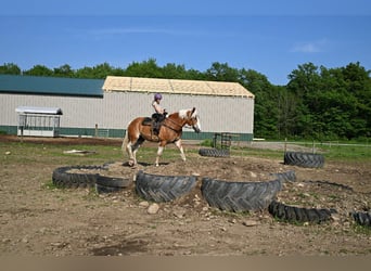 Gypsy Horse, Gelding, 8 years, 16 hh, Tobiano-all-colors