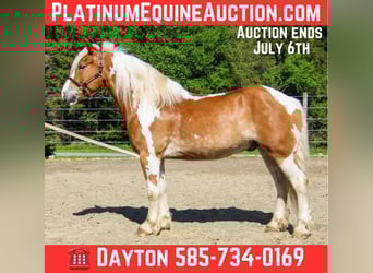 Gypsy Horse, Gelding, 8 years, 16 hh, Tobiano-all-colors