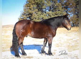 Gypsy Horse Mix, Gelding, 8 years, Bay