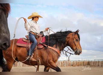 Gypsy Horse Mix, Gelding, 8 years, Bay
