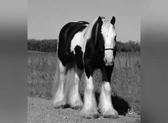 Gypsy Horse, Gelding, 8 years, Black