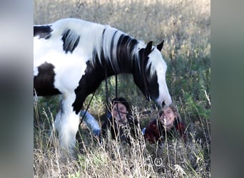 Gypsy Horse, Gelding, 8 years, Black