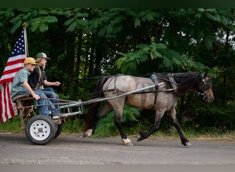 Gypsy Horse Mix, Gelding, 8 years, Roan-Bay