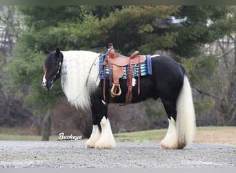 Gypsy Horse, Gelding, 8 years, Tobiano-all-colors