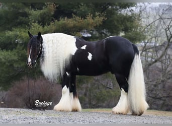 Gypsy Horse, Gelding, 8 years, Tobiano-all-colors