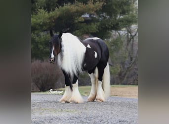 Gypsy Horse, Gelding, 8 years, Tobiano-all-colors