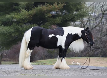 Gypsy Horse, Gelding, 8 years, Tobiano-all-colors