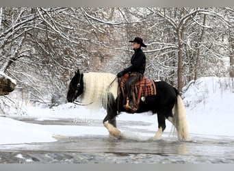 Gypsy Horse, Gelding, 8 years, Tobiano-all-colors